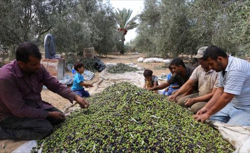 الزراعة بغزة تصدر توجيهات مهمة للمزارعين حول قطف الزيتون