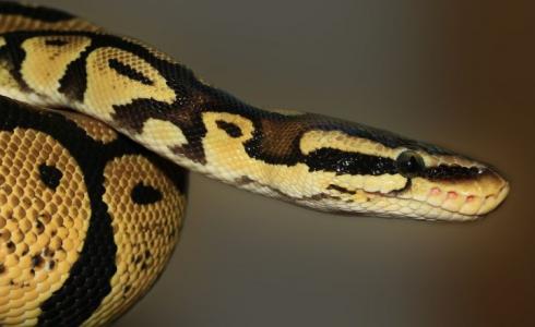 إصابة خطرة لسيدة تعرضت للدغة افعى