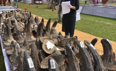 الهند تحرق الآلاف من قرون "وحيد القرن" النادرة لهذا السبب!