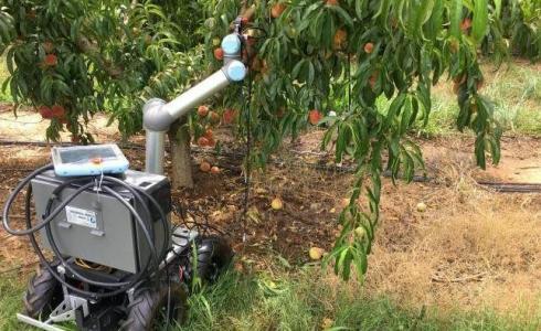 أبتكار روبرت في أمريكا لقطف ثمار الخوخ