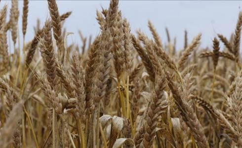 القمح في السعودية