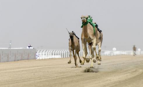 سبق الهجن السعودية