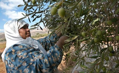 موسم قطف الزيتون في فلسطين - صورة أرشيفية