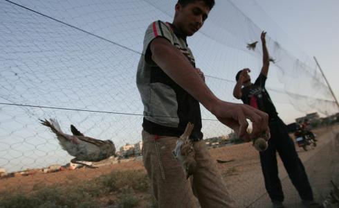 صيادي العصافير في غزة
