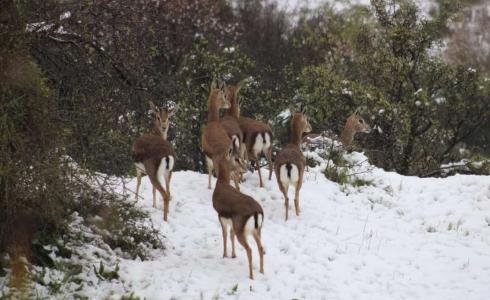 الحيوانات البرية في فلسطين