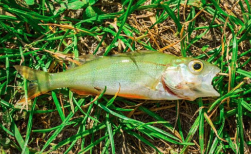 صورة لأاحدى انواع السمك الذي هطل مع الامطار التي هطلت على احدى الولايات الامريكية منذ يومين