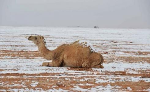 موعد انتهاء موجة البرد في السعودية