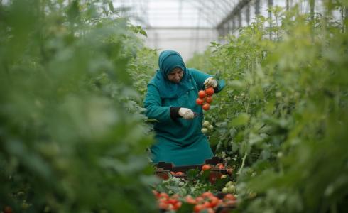 زراعة الطماطم في غزة (apa)