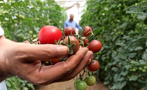 غزة تشهد ارتفاعا في بعض أصناف الخضروات