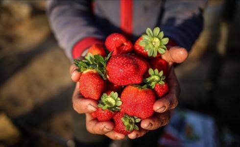 بائع فراولة بدرجة "دكتوراة" رهن البطالة في "الشاطئ"
