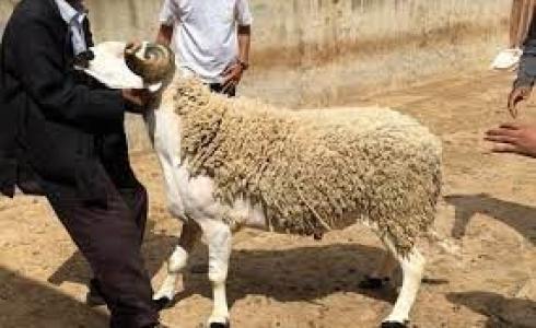 مظاهر عيد الأضحى المبارك