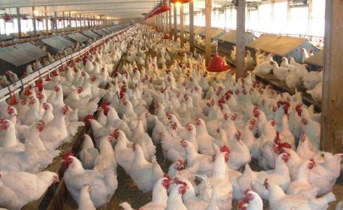 سعر كيلو الدجاج في غزة - تعبيرية