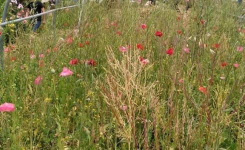 رام الله: ضبط مستنبت للمخدرات بداخله 879 شتلة و116 حبة مخدرة  