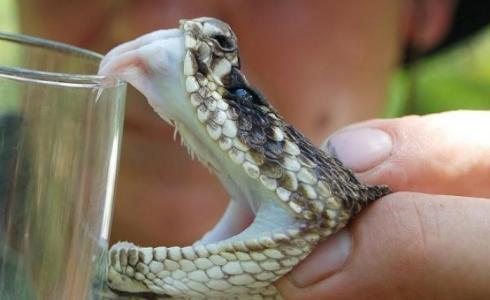 ترياق سم الأفاعي - تعبيرية