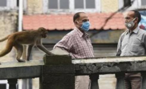 جدري القرود - تعبيرية