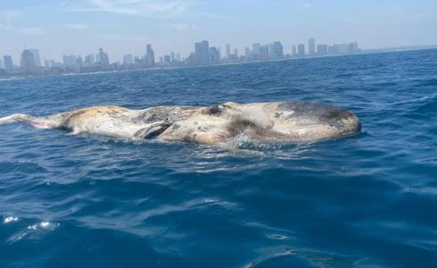 الحوت قبل أن يصل إلى شواطئ يافا