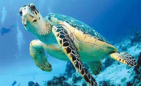 سلاحف مائية