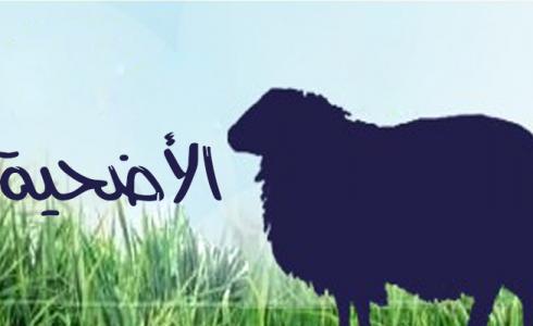 أضحية - تعبيرية