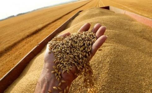 قمح - تعبيرية