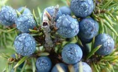 نبتة العرعار