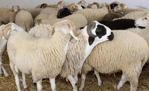 أسباب ارتفاع أسعار الأضاحي في قطاع غزة