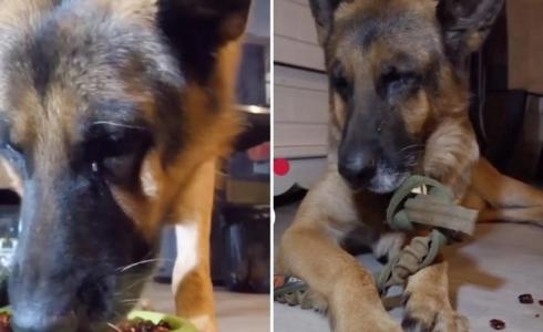 فيديو صادم  يثير غضب السعوديين لمعذب الكلب