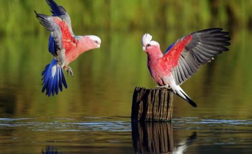 أصوات الطبيعة - تعبيرية