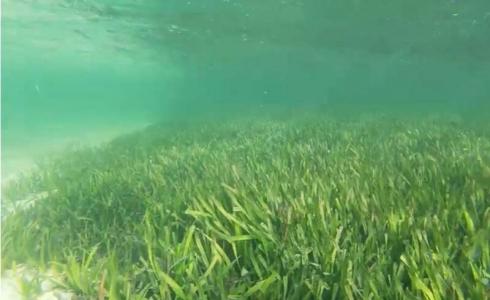 نبتة مساحتها أكبر من سبع دول