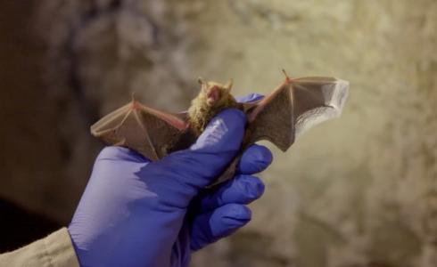 عواقب خطيرة لفيروسات الخفاش