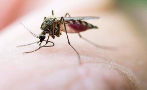 حيل لتفادي لدغات البعوض في الصيف
