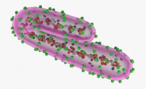 ما هو فيروس ماربورغ