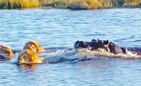 فرس نهر ياهجم أسود