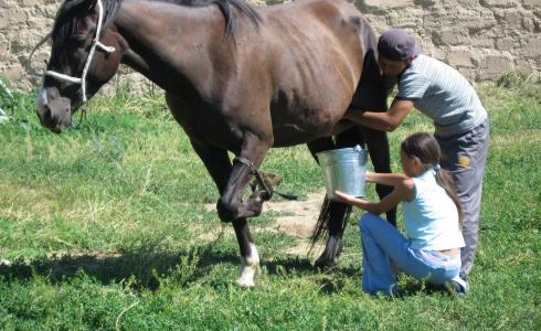 السعودية وكازاخستان تتفقان على استثمار حليب الخيول