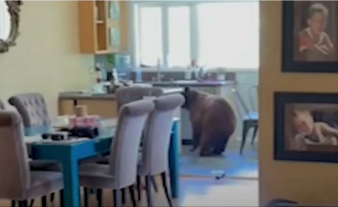 دبان يقتحمان منزلا في كاليفورنيا