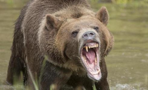 دب - توضيحية