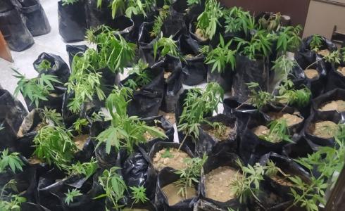 كمية من الأشتال التي تم ضبطها