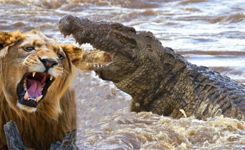 مجموعة أسود تهاجم تمساحا