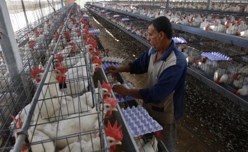 اقتصاد غزة تحدد سعر كيلو الدجاج في المزرعة للمربين والموزعين