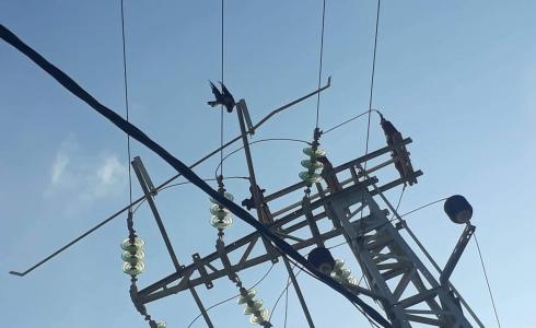 غراب وسجادة يتسببان في انقطاع خطي كهرباء في غزة