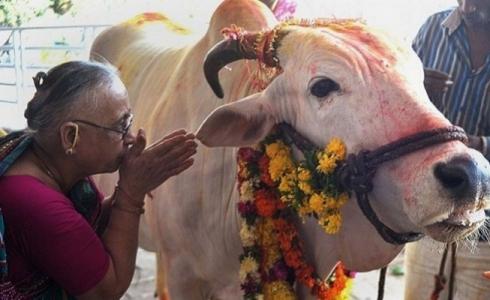 عادات غريبة في باكستان مع البقر قبل عيد الأضحى