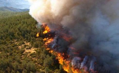 حرائق غابات واسعة في الجزائر