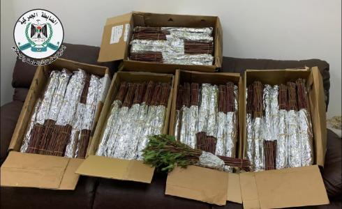 ضبط 55 كيلو غرام من نبتة مخدرة ممنوعة من التداول في فلسطين