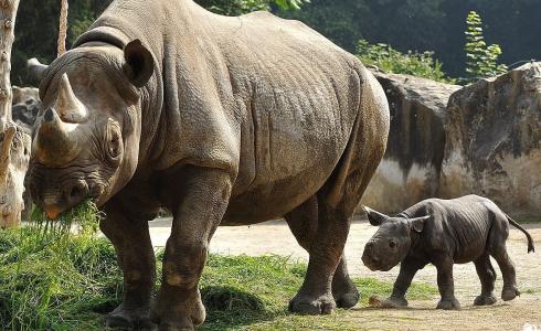 حيوان وحيد القرن - ارشيف