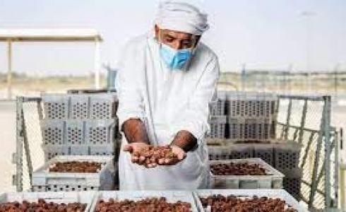 موسم التمور - ارشيف