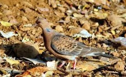 الحياة الفطرية تحدد الأنواع المسموح بصيدها في موسم الصيد بالسعودية