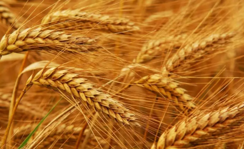 السعودية تنوي شراء قمح بكميات تغطي الاستهلاك المحلي