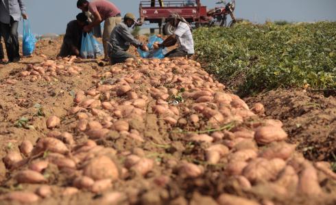 مزارعو البطاطا الحلوة في غزة يتكبدون خسائر كبيرة