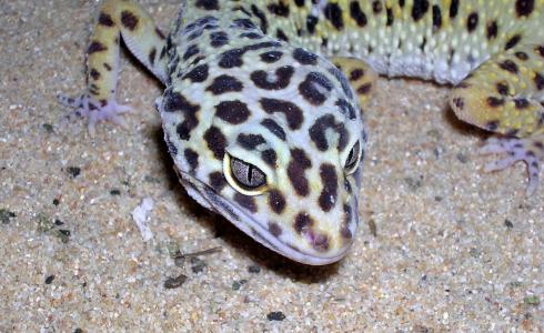 البرص المصري ينتشر في جنوب إسرائيل