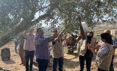 قطف ثمار الزيتون