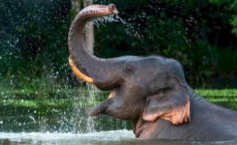 حيوان الفيل - توضيحية